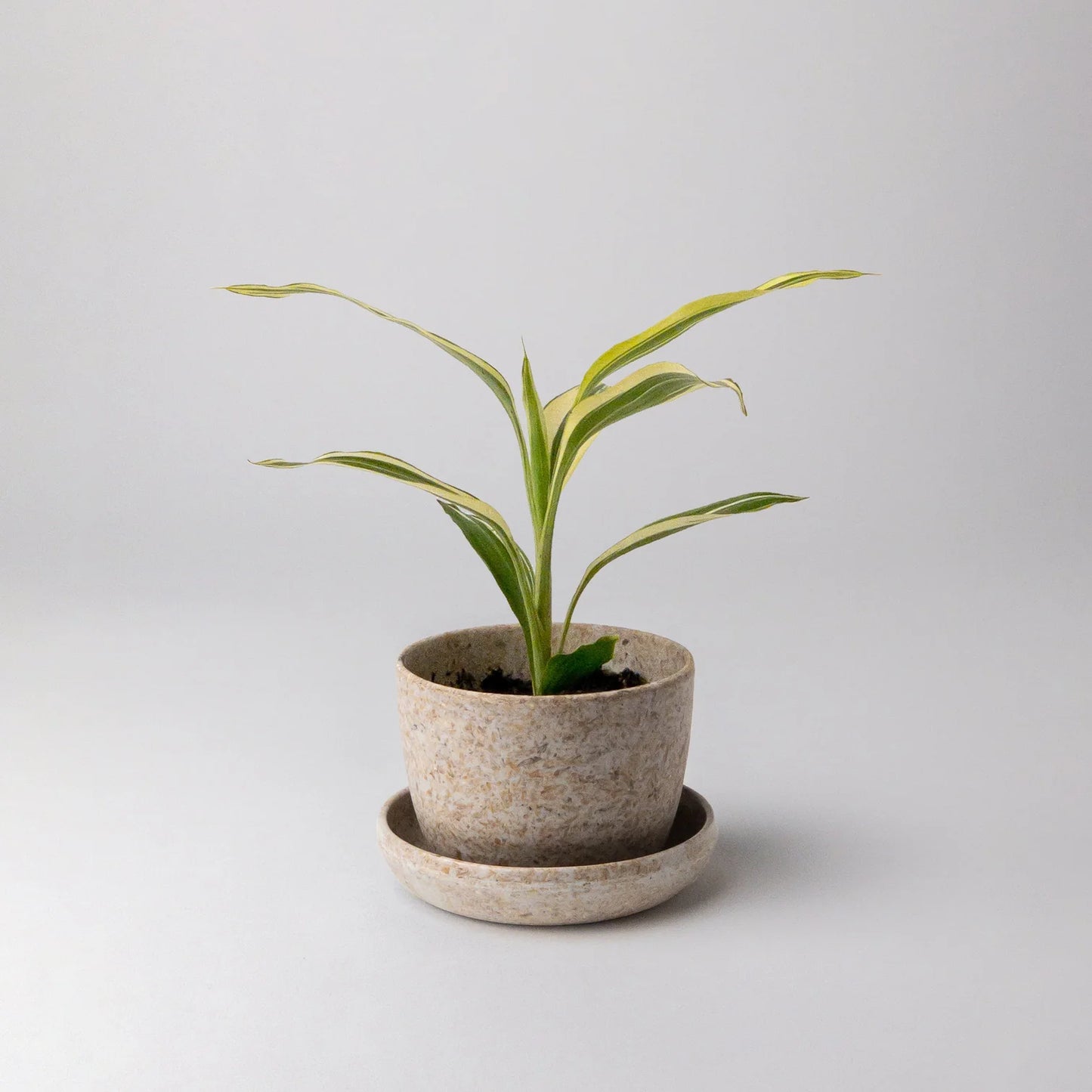 Rice Husk Mini Planter